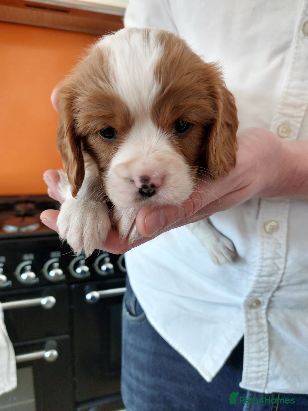 Cavalier King Charles Spaniel dogs for sale: Outstanding Cavalier King Charles Puppies  - Image 21