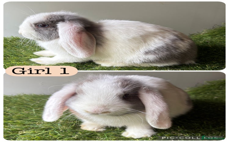 Mini Lop rabbits in Manchester - Advert 4