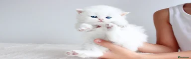 British Longhair 2