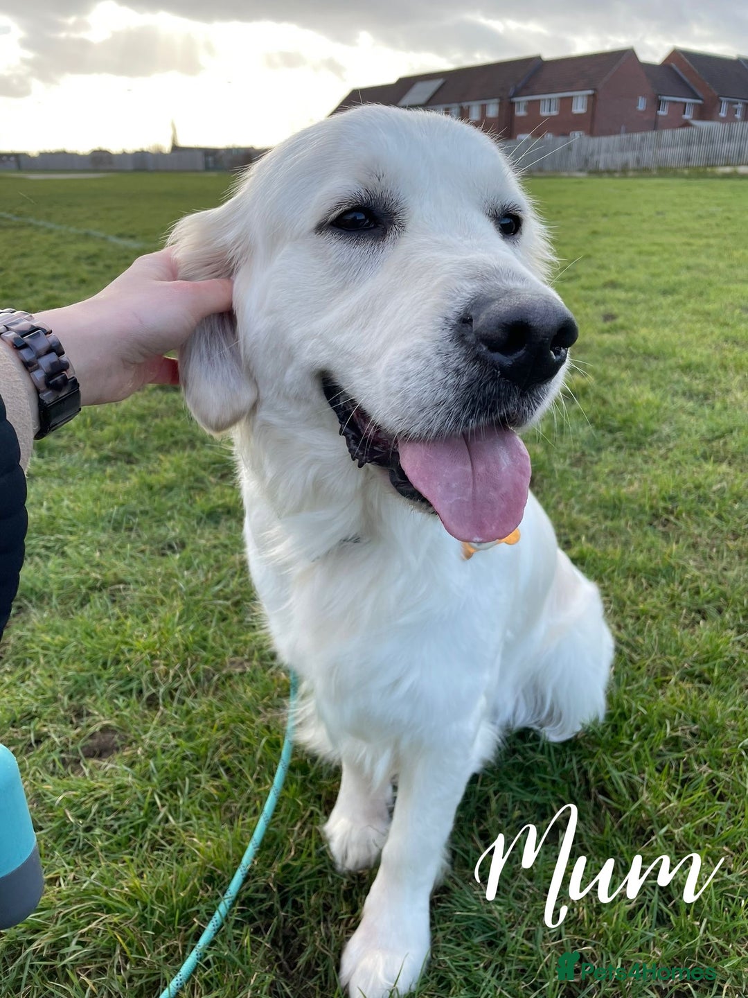 Golden Retriever dogs for sale: 1 LEFT *Ready to Go* Golden Retriever puppies 🐾 - Image 12