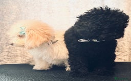 Toy Poodle dogs for sale: REDUCED READY NOW !! 2 beautiful toy poodle babies - Image 7