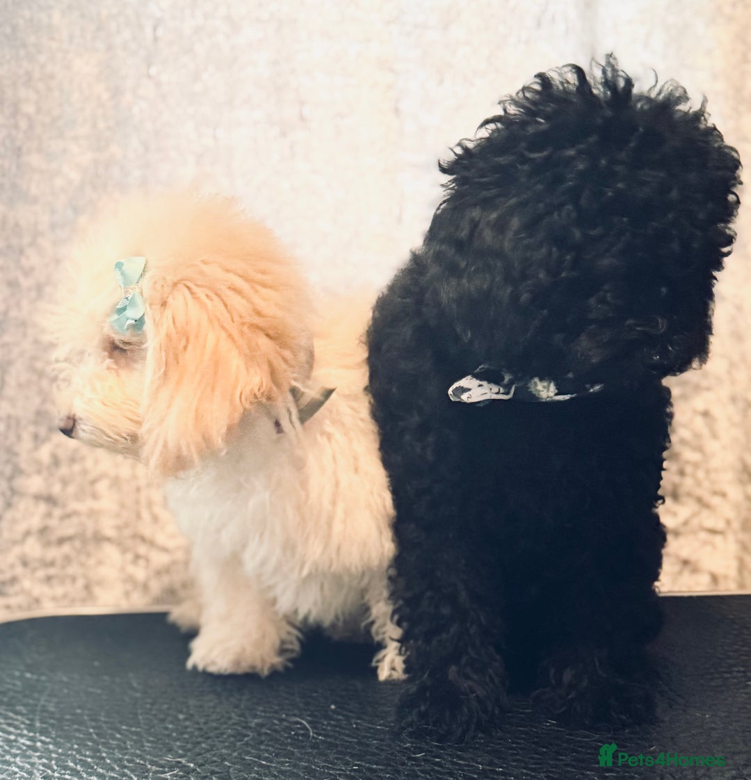 Toy Poodle dogs for sale: REDUCED READY NOW !! 2 beautiful toy poodle babies - Image 7