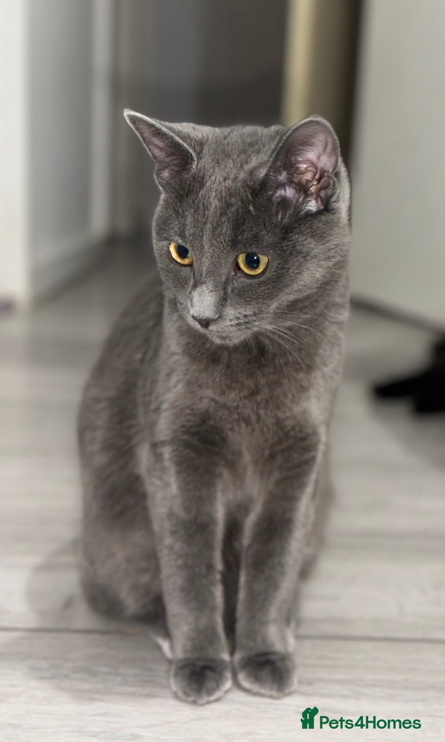 Maine Coon cats Lovely British Shorthair cross - Advert 1