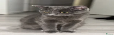 Kitten 2