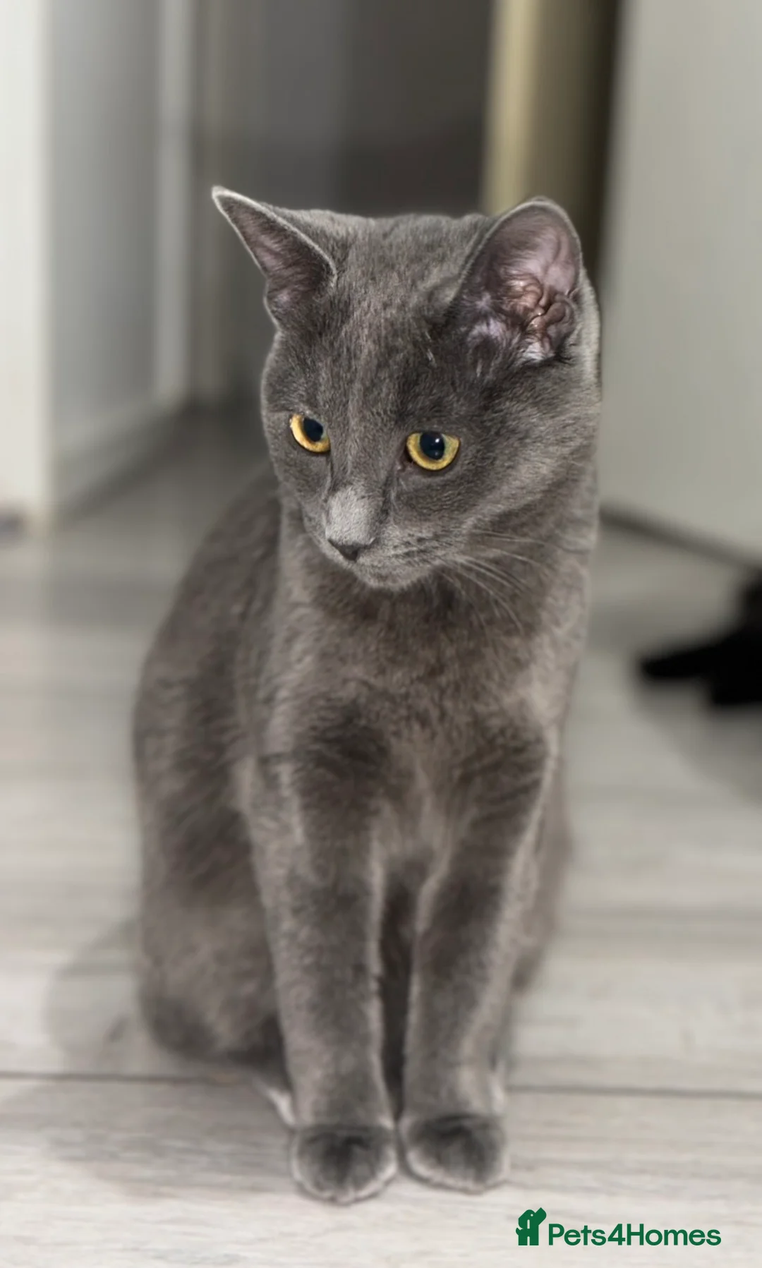 Maine Coon cats for sale: Lovely British Shorthair cross - Advert 1