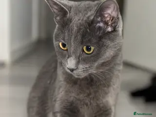 Maine Coon cats Lovely British Shorthair cross - Advert 1