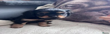 Cavapoo 3
