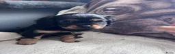 Cavapoo dogs for sale: “Reverse Cavapoos” (F1bR)  - Advert 7