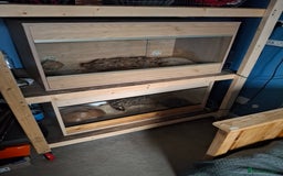Corn Snake reptiles for sale: Corn snake x2 - Image 2