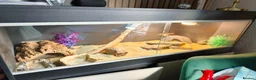 Bearded Dragon reptiles for sale: Bearded dragon+ set up in Saint Helens - Advert 4