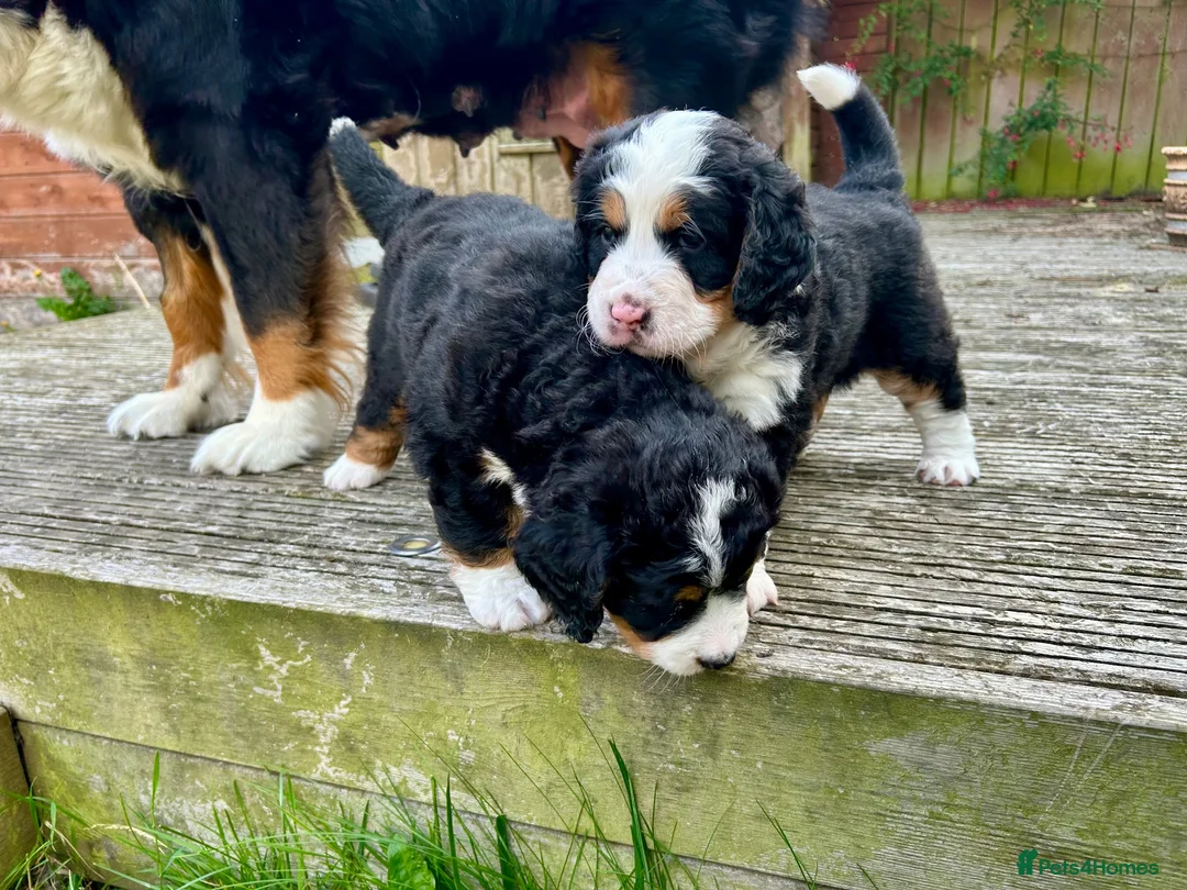 Bernedoodle dogs for sale: Gorgeous tri-colour Bernedoodle puppies  - Advert 13