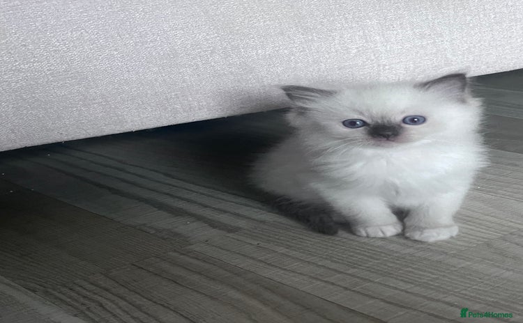 Ragdoll cats - Advert 15