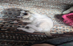 Ragamese cats for sale: 💎 🐾 🧡 Female Ragamese Kitten 🧡 🐾 💎 - Image 4