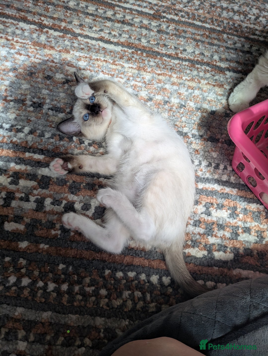 Ragamese cats for sale: 💎 🐾 🧡 Female Ragamese Kitten 🧡 🐾 💎 - Image 4