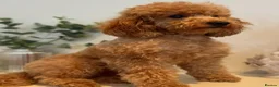 Cockapoo dogs for sale: F1 Cockapoo Pups! - Advert 6