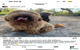 Australian Labradoodle dogs for sale: Australian Labradoodle Puppy - Image 4