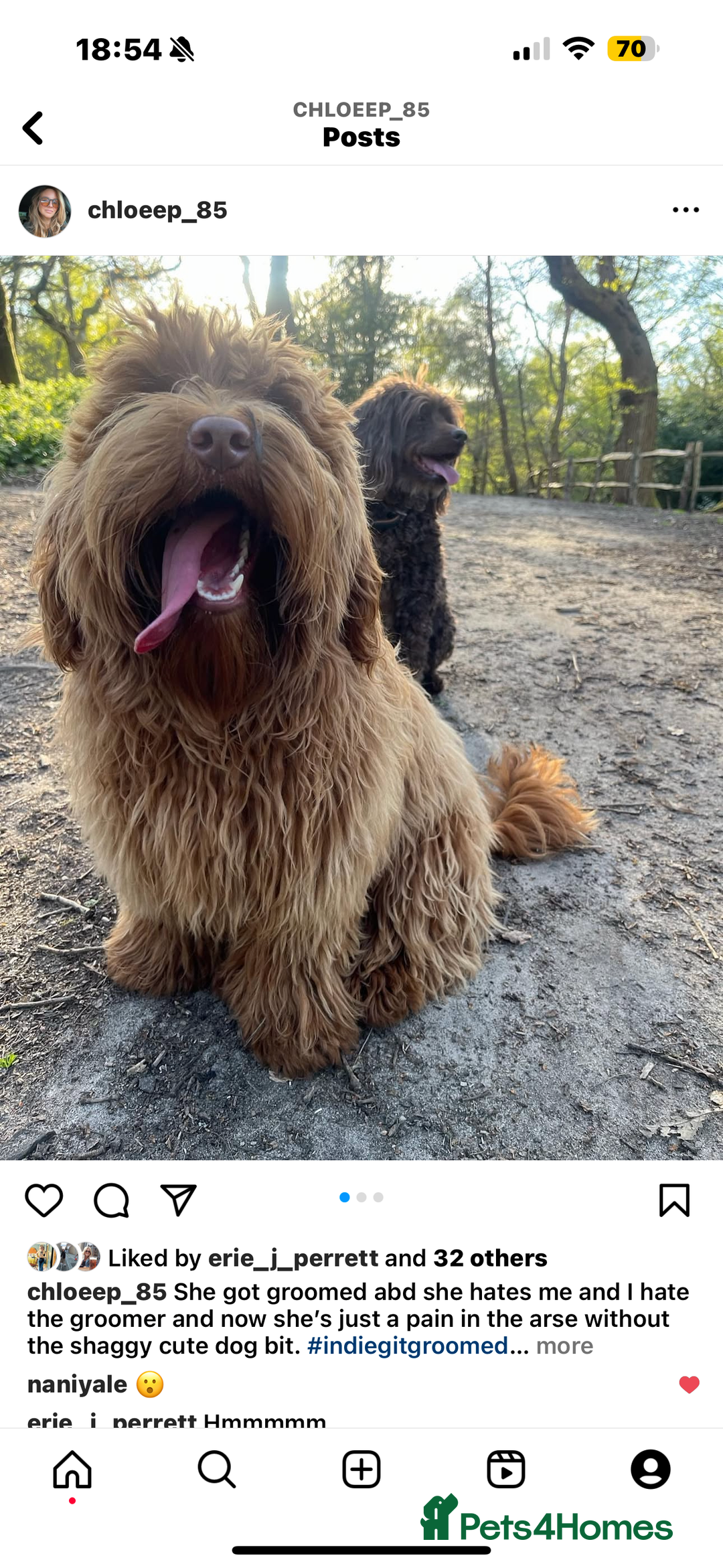 Australian Labradoodle dogs for sale: Australian Labradoodle Puppy - Image 4