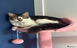 Mixed Breed cats for sale: Female kitten 10 months old £30  - Image 5