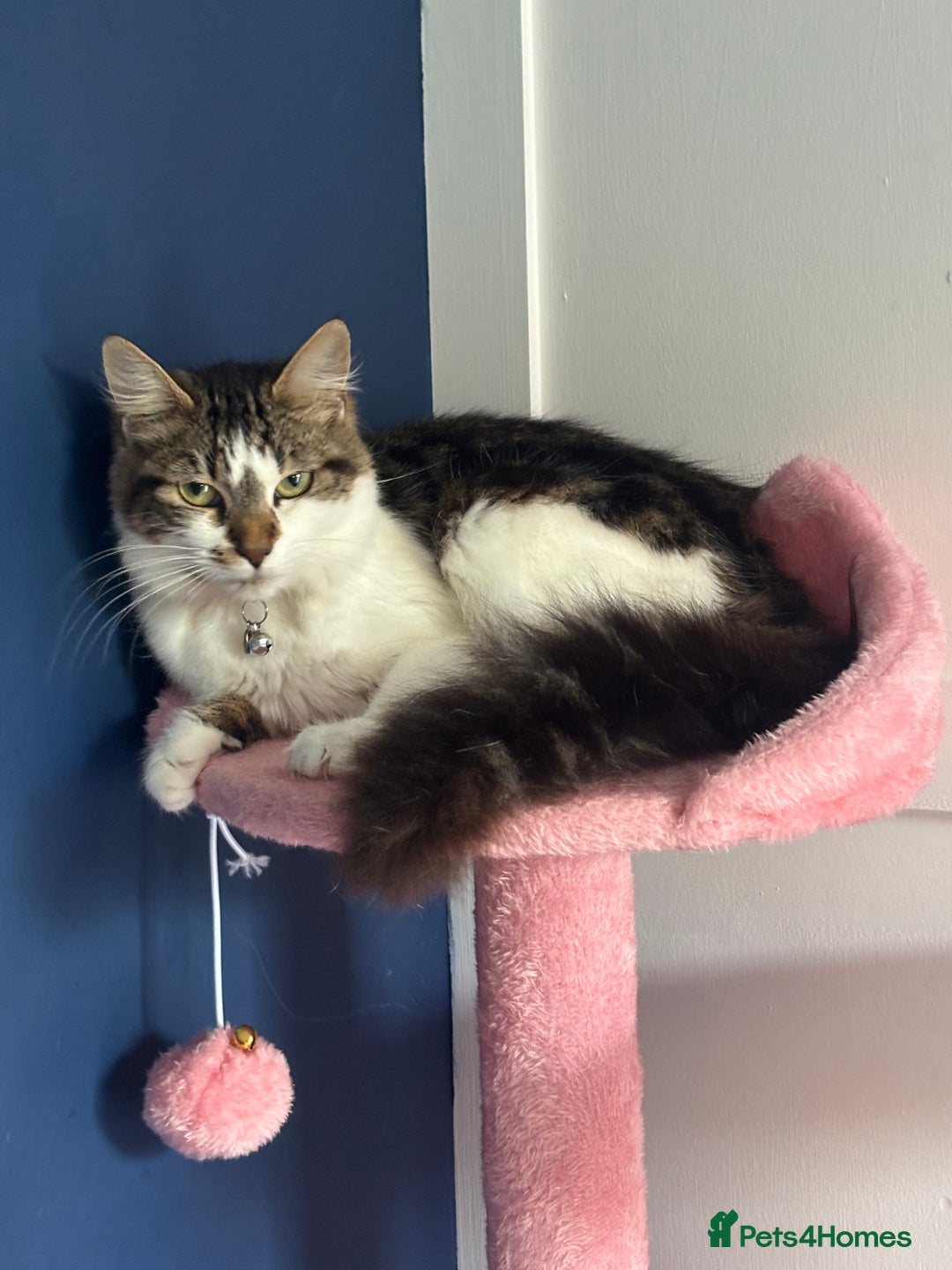 Mixed Breed cats for sale: Female kitten 10 months old £30  - Image 5