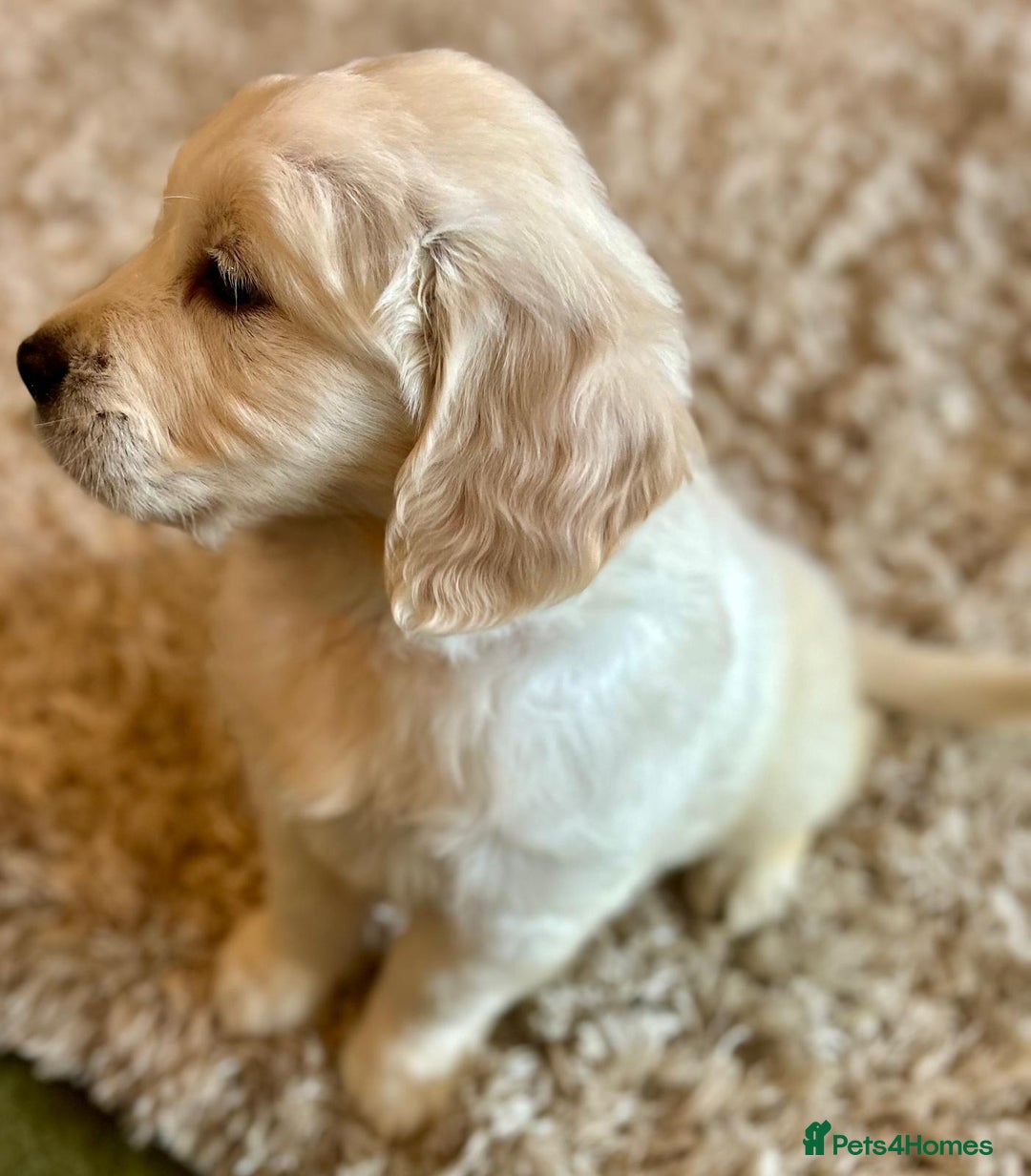 Golden Retriever dogs for sale: Chunky, cream pups - Advert 22