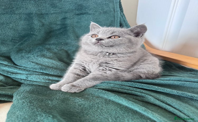 British Shorthair cats - Advert 13