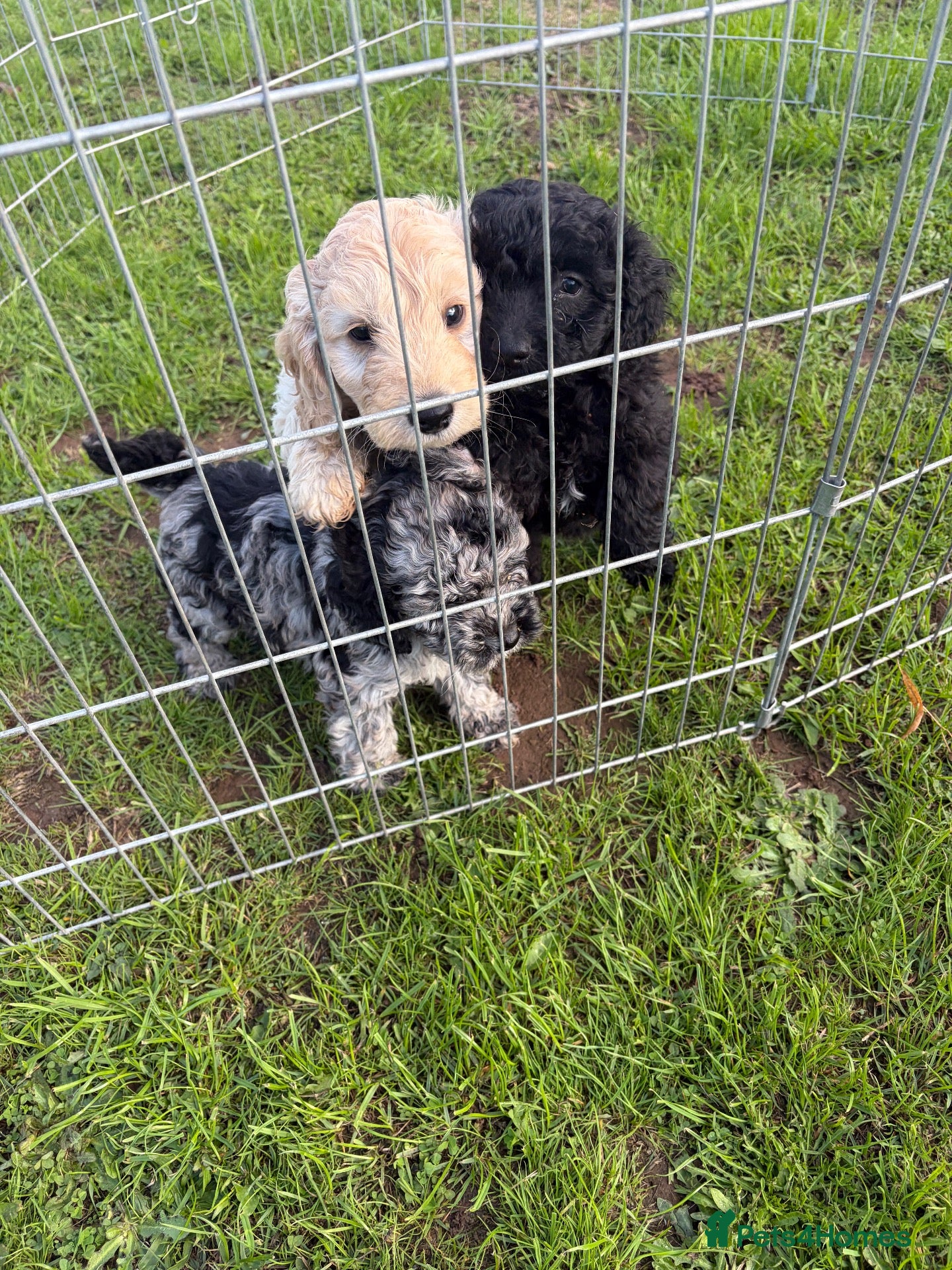 Cockapoo dogs F1b cockapoo pups 2 boys 1 girl  - Advert 2