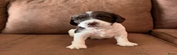 English Springer Spaniel dogs for sale: Outstanding KC Health Tested Springer Spaniel - Advert 9