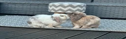 Dwarf Lop rabbits for sale: 2 friendly Neutered male dwarf lop rabbits  - Advert 9