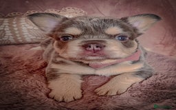 French Bulldog dogs for sale: 🌸BEAUTIFUL PUPPIES LILAC&TAN,FLUFFY,TESTABLE🌸 - Image 9