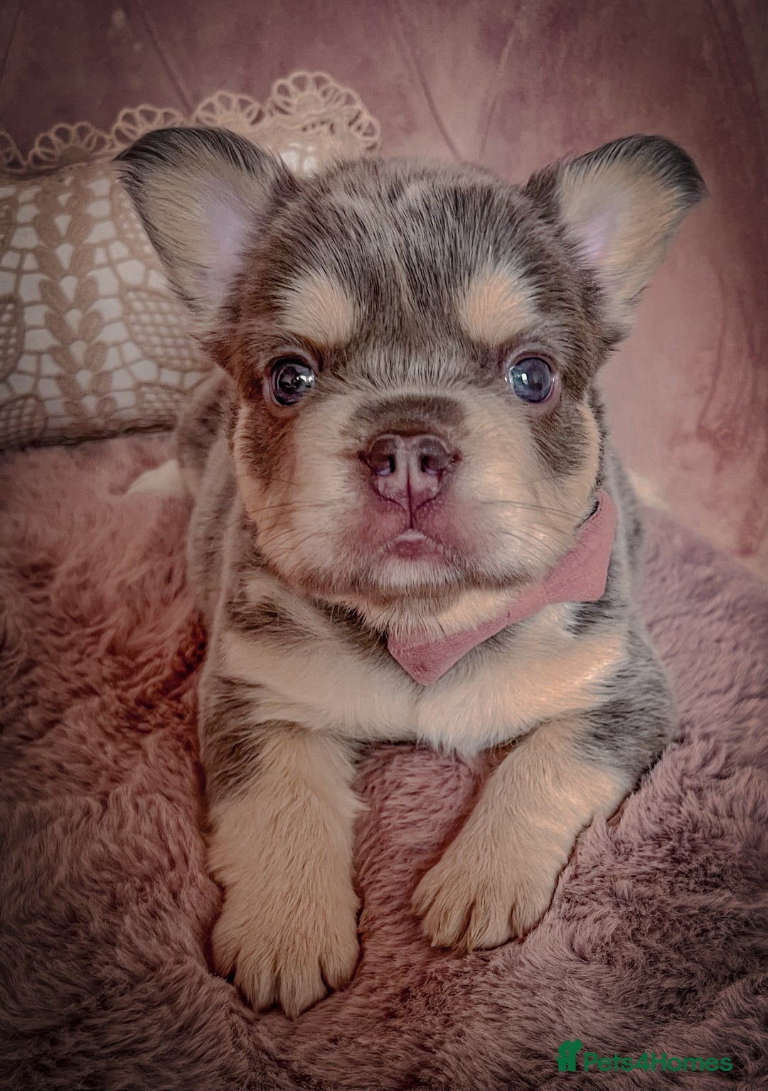 French Bulldog dogs for sale: 🌸BEAUTIFUL PUPPIES LILAC&TAN,FLUFFY,TESTABLE🌸 - Image 9