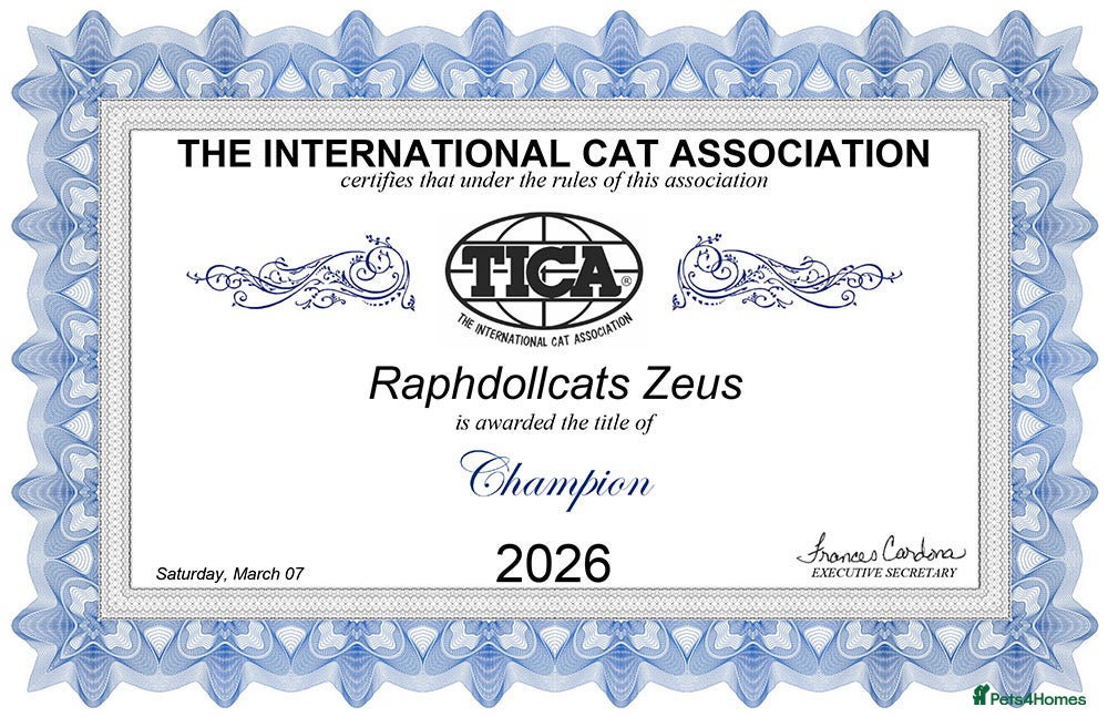 Ragdoll cats Champion Ragdoll Zeus for Stud! - Advert 2