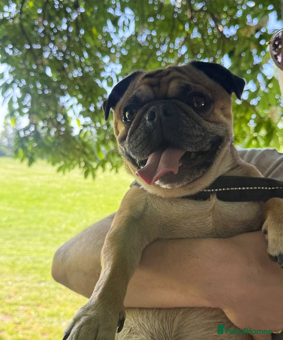 Pug dogs for stud: For Stud - Apricot Fawn Pug Benson. - Image 10