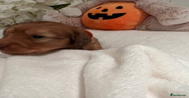 Miniature Dachshund dogs - Advert 5