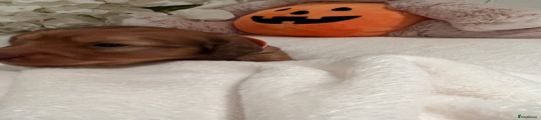 Miniature Dachshund Puppy 2