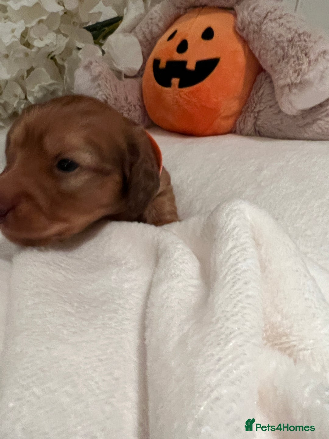 Miniature Dachshund dogs for sale: Picture Perfect Puppies  - Image 2