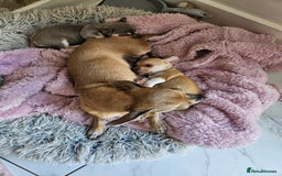 Chihuahua dogs for sale: 2 beautiful chihuahuas  - Image 10
