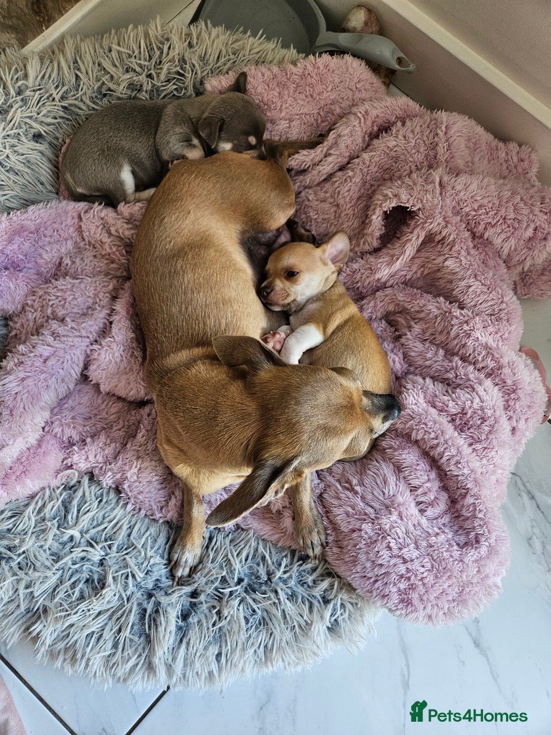 Chihuahua dogs for sale: 2 beautiful chihuahuas  - Image 10