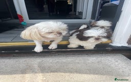 Shih Tzu dogs for sale: Shitzus for sale - Image 8
