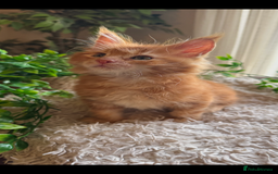 Maine Coon cats for sale: Beautiful GCCF Maine Coon kittens - Advert 34