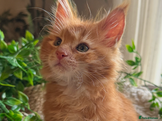 Maine Coon cats Beautiful GCCF Maine Coon kittens - Advert 10