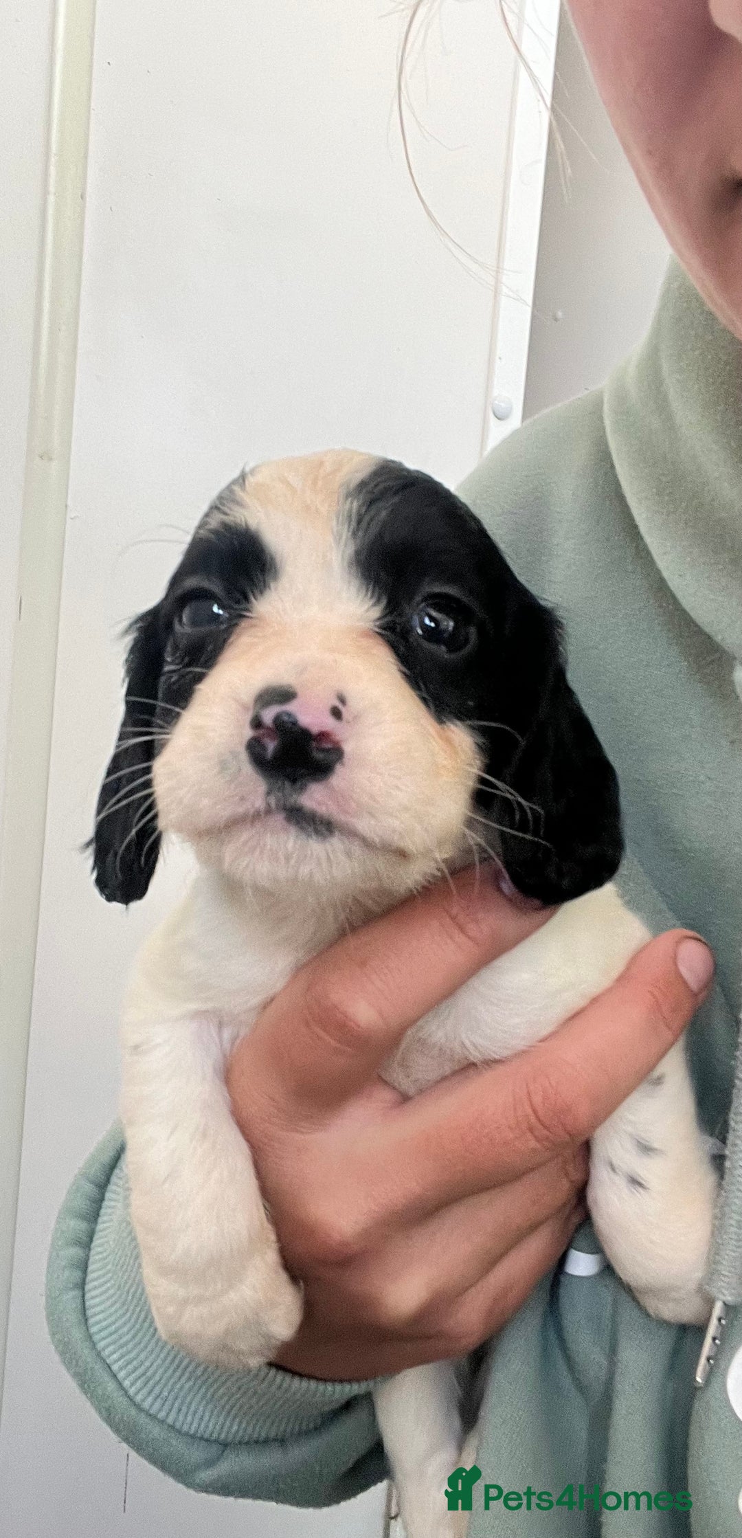 Cocker Spaniel dogs for sale: Working cocker spaniel puppies - Image 7