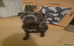 Mixed Breed dogs for sale: Cane corso  - Image 1