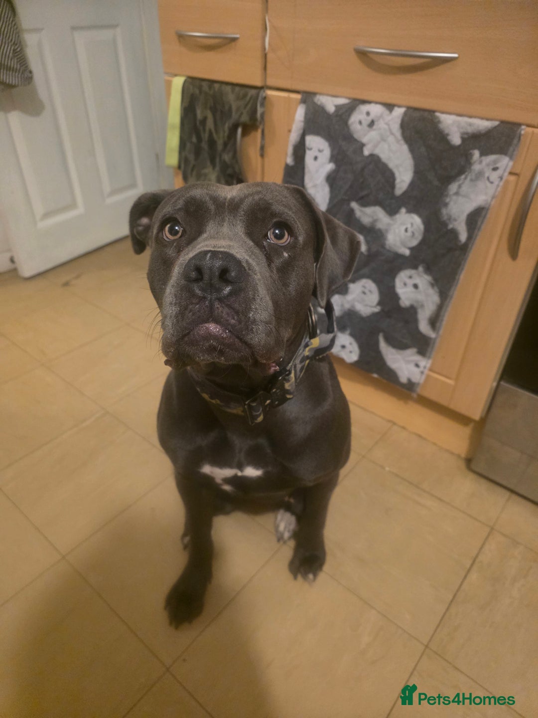 Mixed Breed dogs for sale: Cane corso  - Image 1