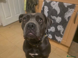 Mixed Breed dogs - Advert 19