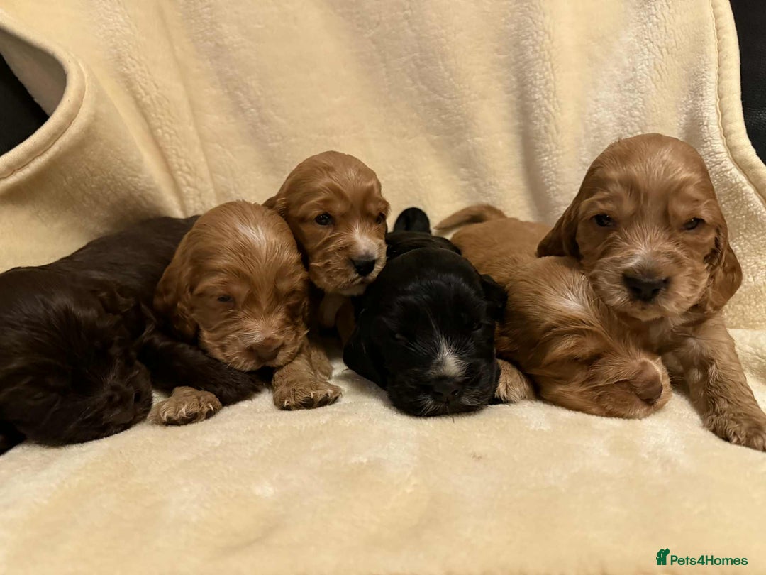 Cocker Spaniel dogs for sale: Adorable Show Cockers - Image 5