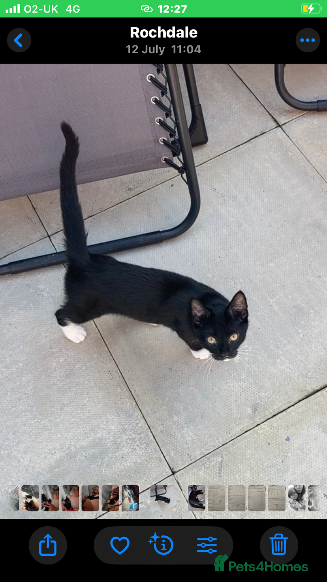 British Shorthair cats for sale: 5 Month Old Black and White Cat - Image 6