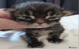 Maine Coon cats for sale: Beautiful girl!! TICA reg Maine Coon Ready Now!! in Diss - Image 12