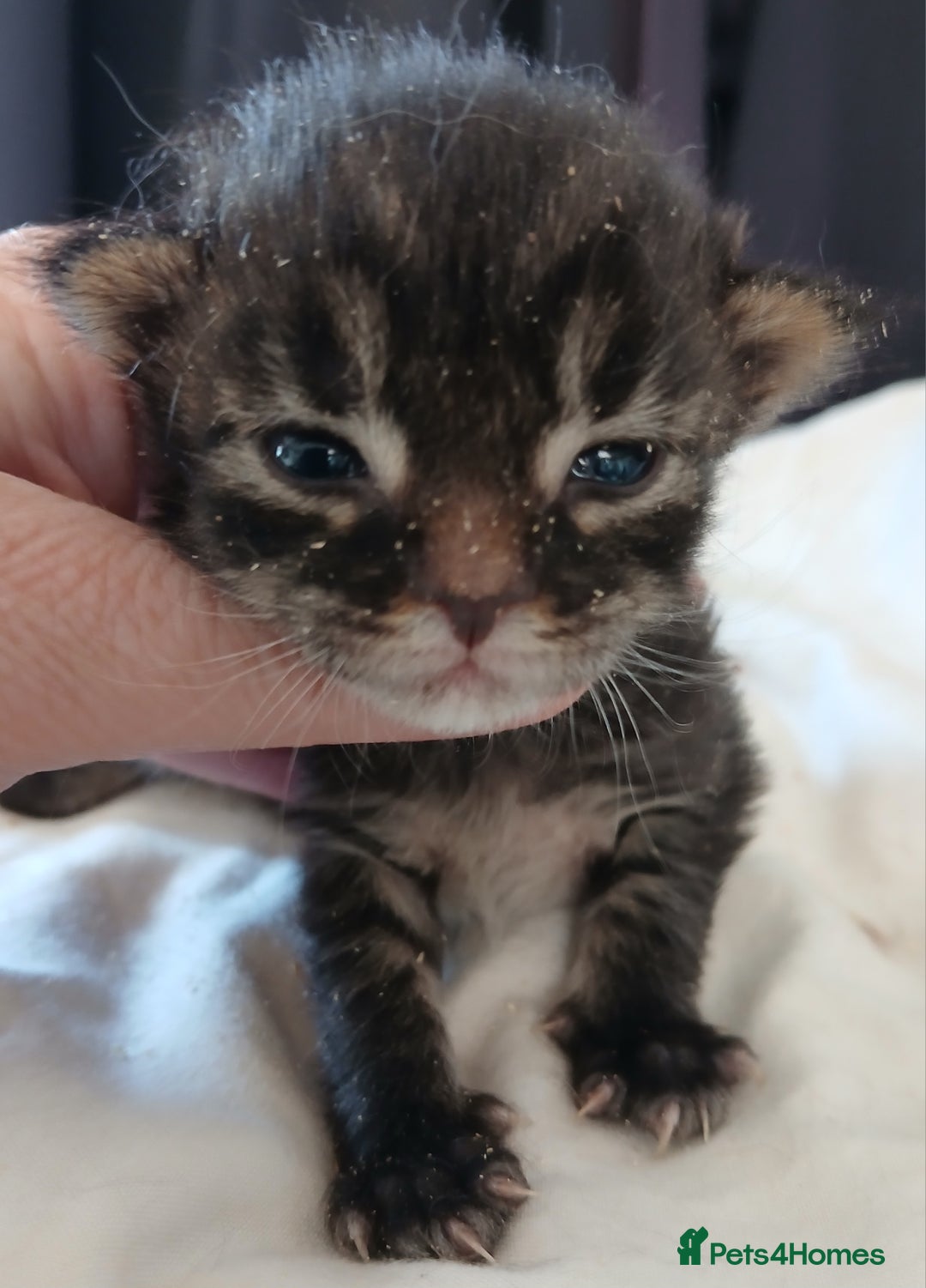 Maine Coon cats for sale: Beautiful girl!! TICA reg Maine Coon Ready Now!! in Diss - Image 12
