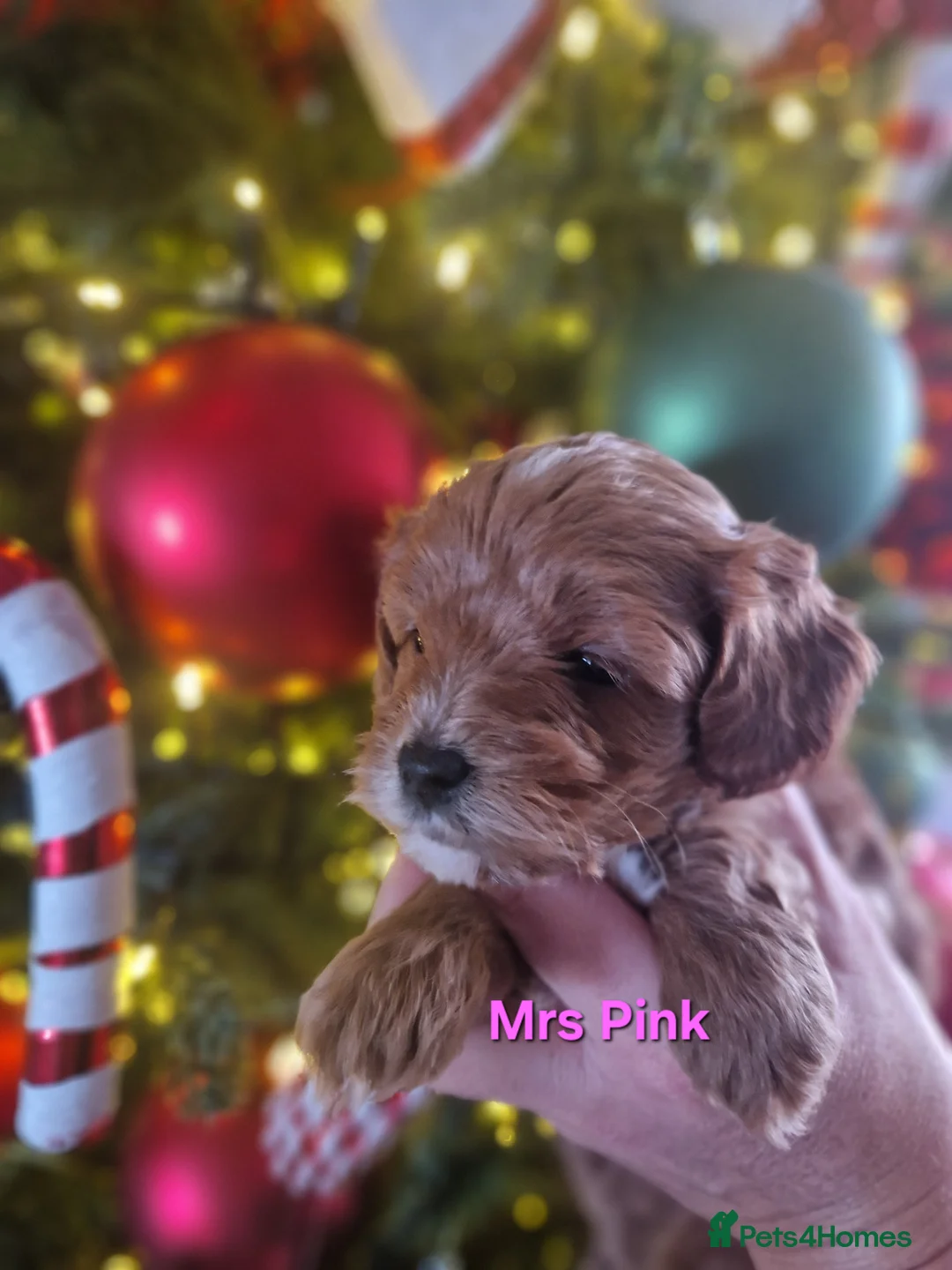 Cavapoo dogs for sale:  1 boy remaining. Health tested stunning cavapoos - Advert 32