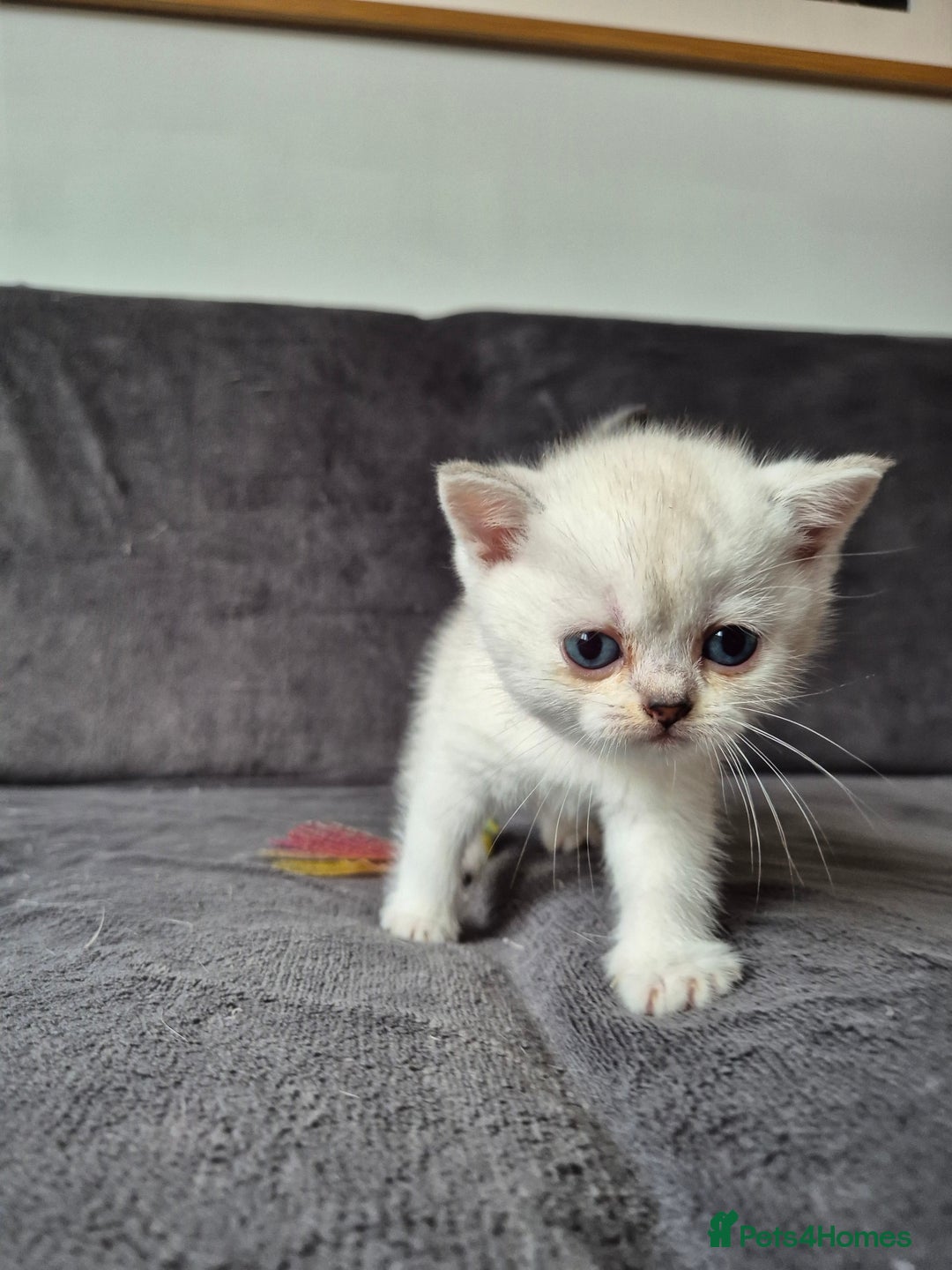 British Shorthair cats for sale: TICA Blue/gold/silver colourpoint - Image 23